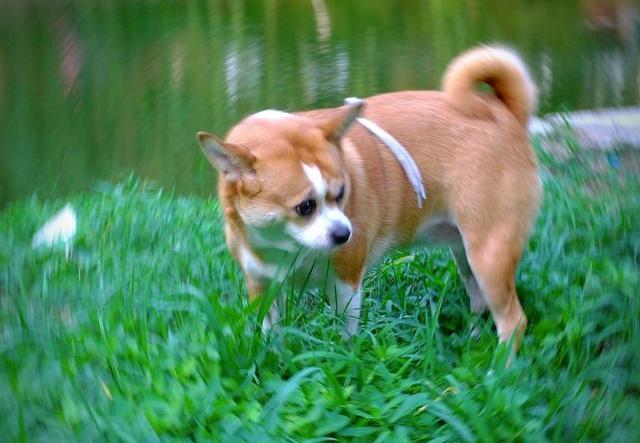 为什么狗狗便便后后腿蹬地,为什么狗狗排便前喜欢转圈圈