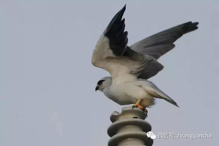 睁大眼睛，别以为它们都是一种鸢