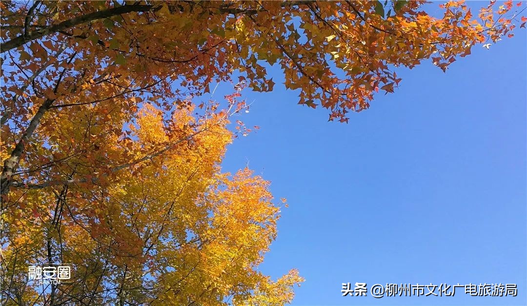 融安风景最好看的地方,融安十大游玩景点