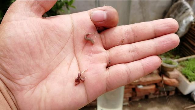 台钓双钩挂红虫或蚯蚓怎么调漂,台钓蚯蚓最佳调漂方法