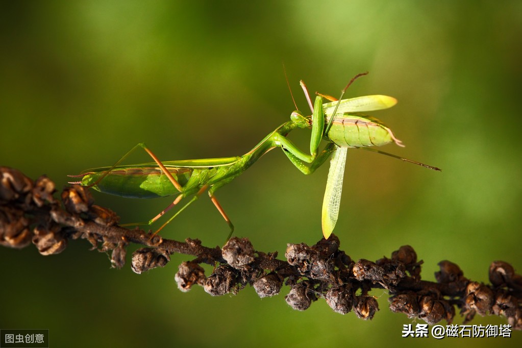 这个杀手不太冷里的leon,这个杀手不太冷里面的人