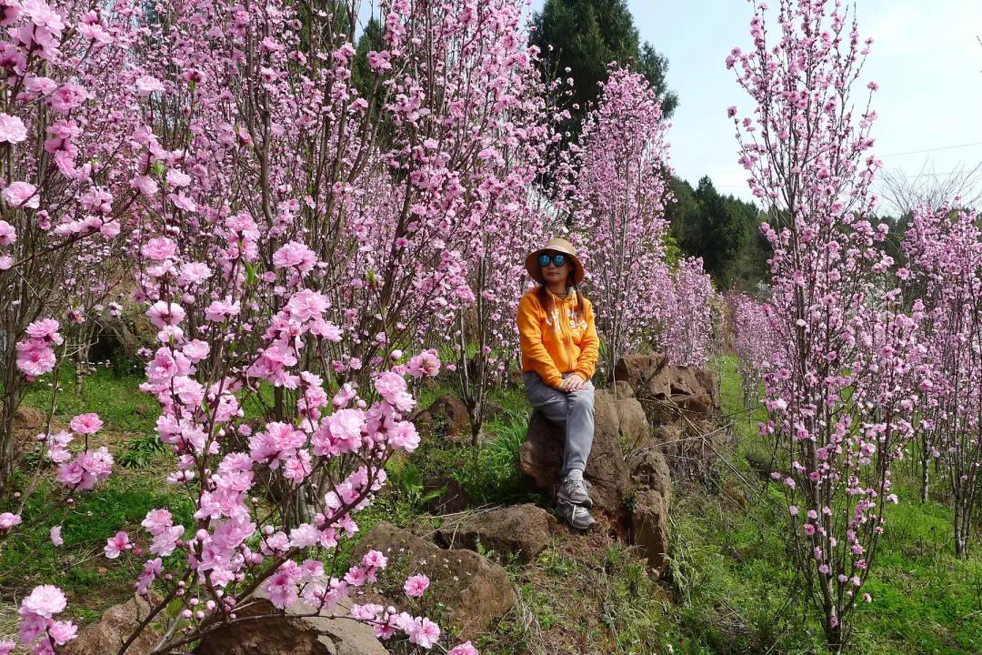 云赏花的小视频,云赏花路