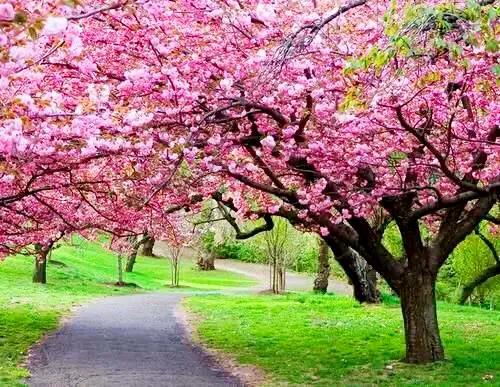 中国最稀少樱花品种阳光樱,樱花品种推荐之迎春樱