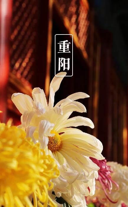 有关重阳节的诗句15篇,10首关于重阳节的诗词欣赏