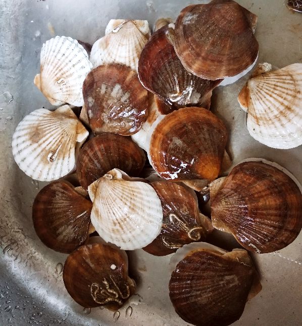 过年买海鲜买哪里的,海鲜市场什么东西可以养