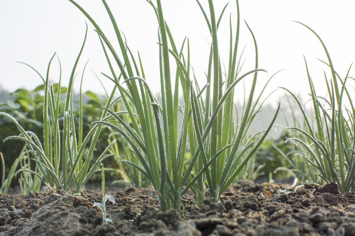 洋葱的种植小技巧,种植洋葱视频大全