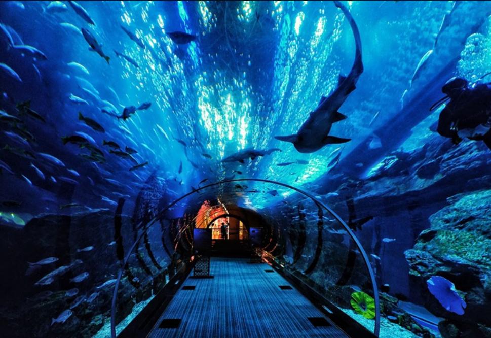 重庆汉海海洋公园入园攻略,汉海海洋公园重庆研学旅行