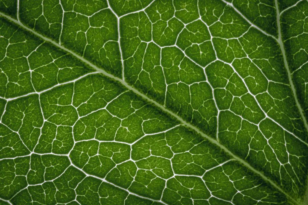 燃烧脂肪的时候会嘴臭吗,脂肪燃烧的表现减肥人士必须了解