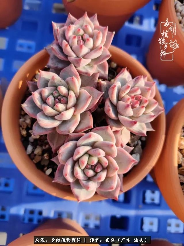 广东春天多肉图片大全,这个季节的多肉状态是最美的