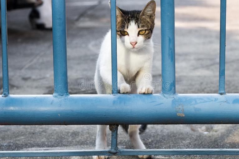 中国禁养的猫类,国家禁止养的猫咪有哪些