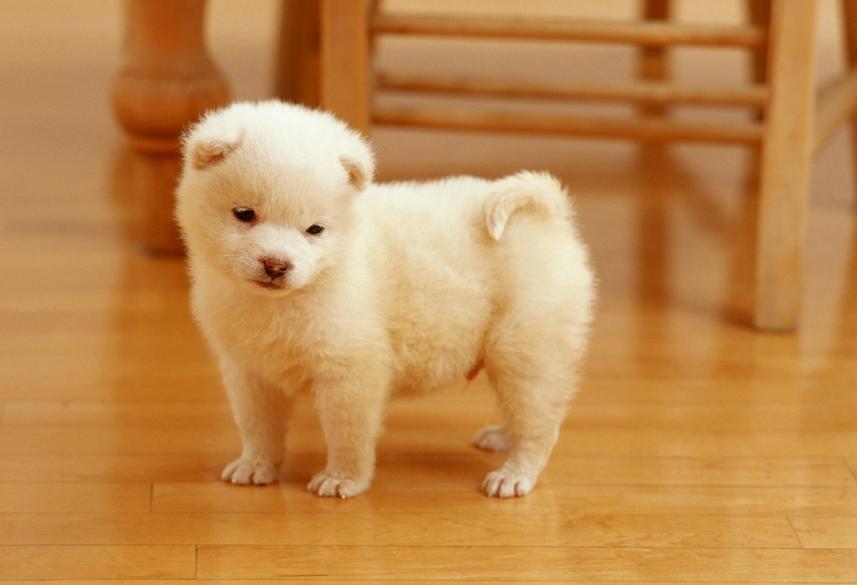 定点大小便训犬师,训犬师训练泰迪定点大小便