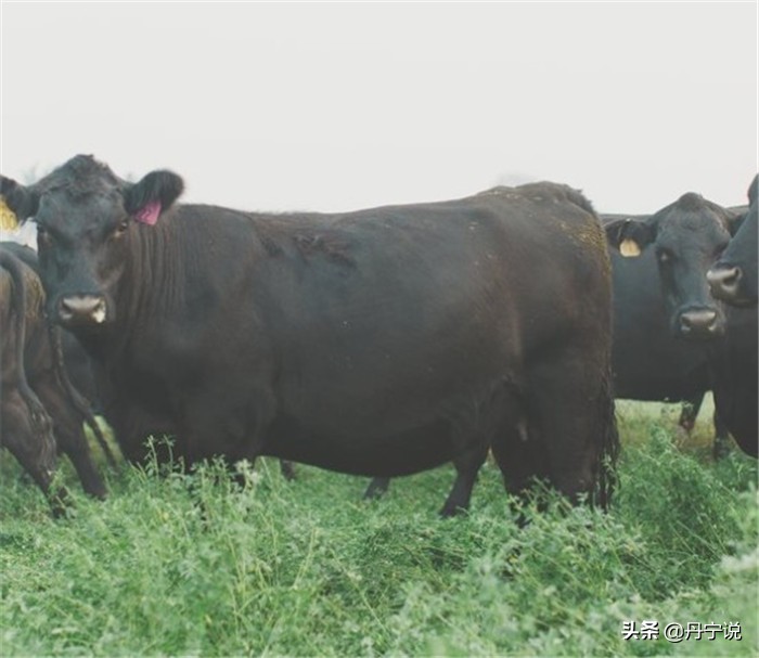 当美国爆发冠状病毒，加州农场主玛丽的繁忙工作和牛仔穿搭