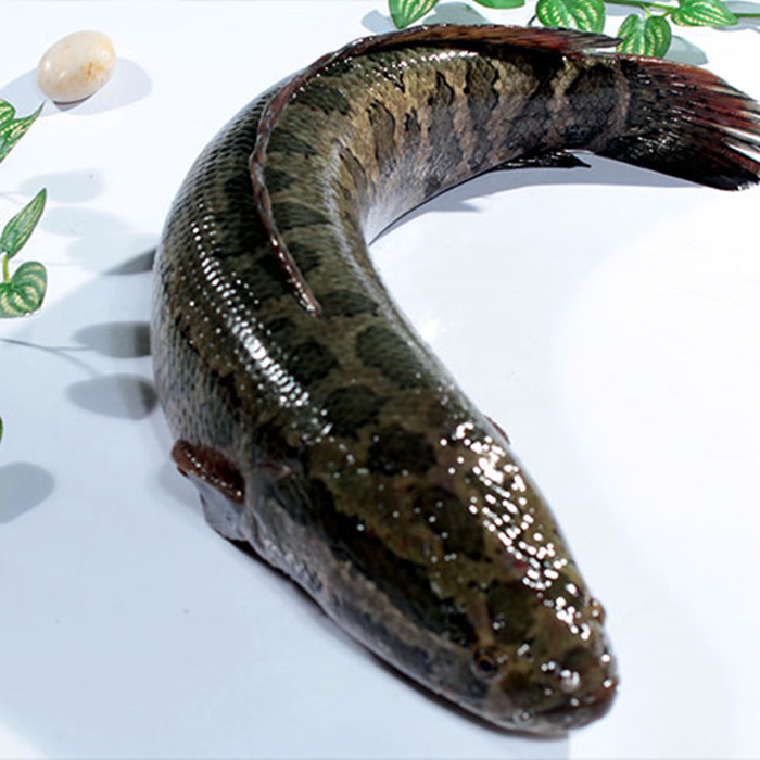 渤海湾野生海鲜图片,渤海湾海鲜为什么好