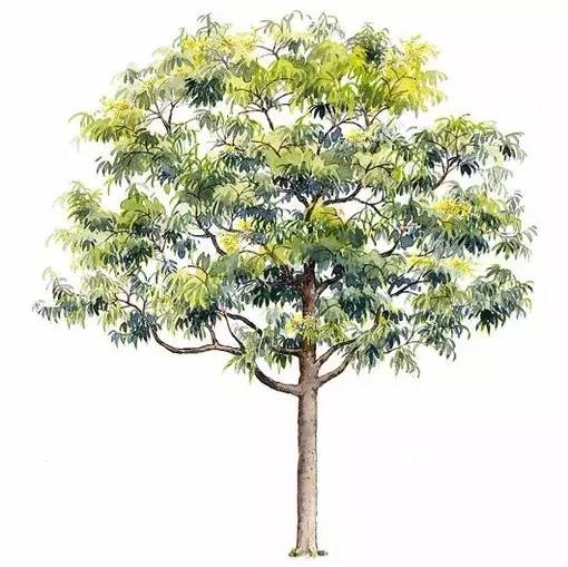 十种不同树叶的画法,五种不同树木的画法简单的
