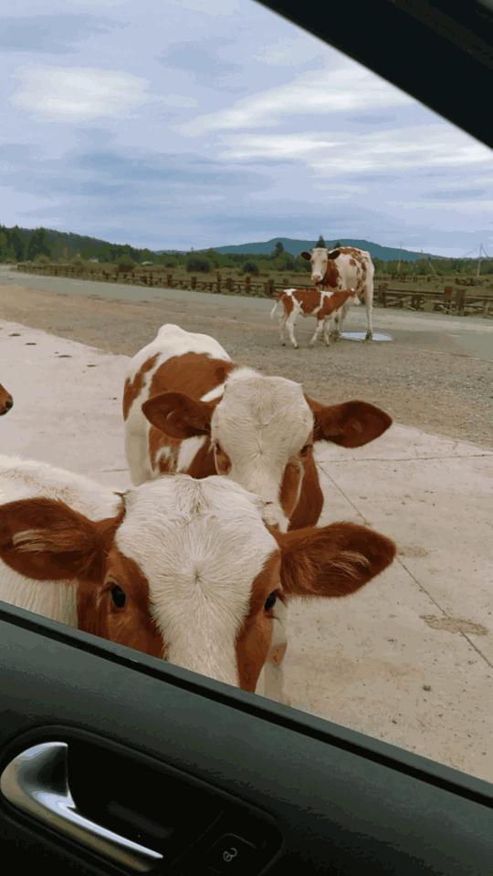五一假期闺蜜去大兴安岭穷游,闺蜜自驾大草原