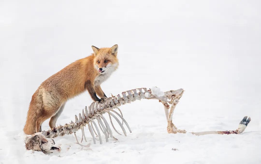香港第14届全国摄影艺术展,第29届全国摄影艺术展览获奖名单