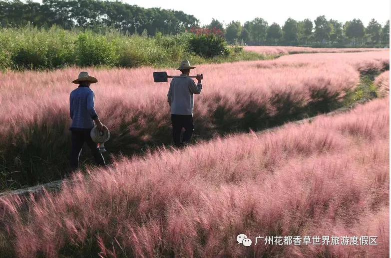 广州花海最新视频,广州花海大片蔚为壮观