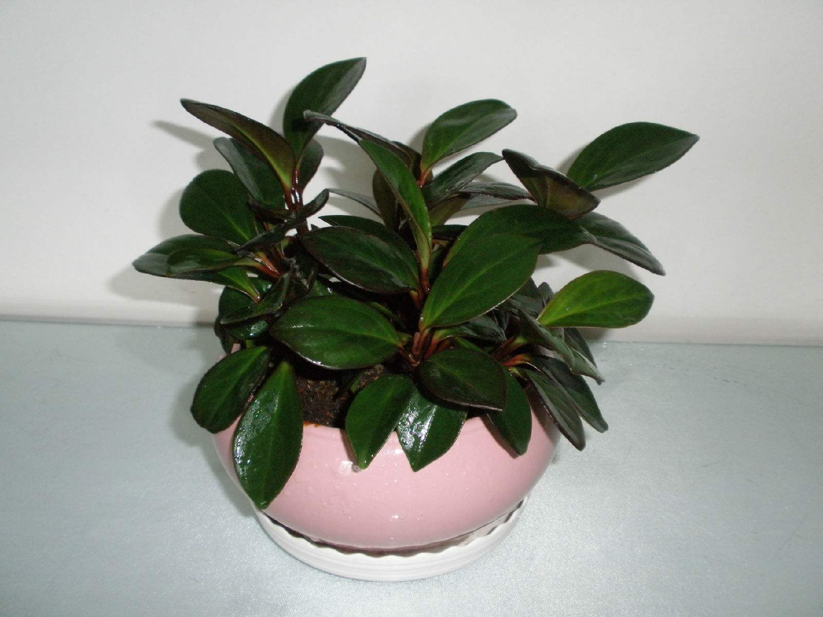 适合客厅养的十种花,客厅最好养的10种花排名