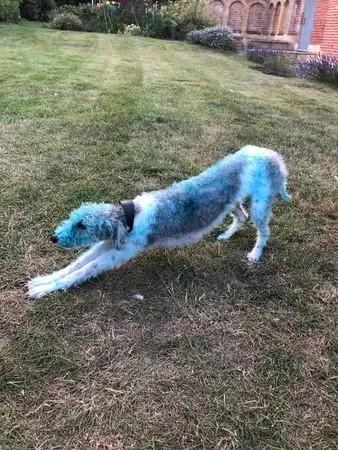 鐙楀瓙鎶婅嚜宸辩帺鎬ヤ簡,鐙楀瓙鎶婁富浜哄紕宕╂簝