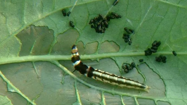 红薯如何种植高产教你三招,红薯高产最好的种植方法