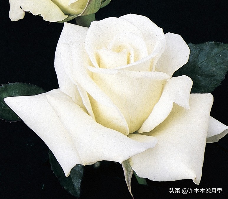 20款大花浓香的月季,好看好养四季开花的月季