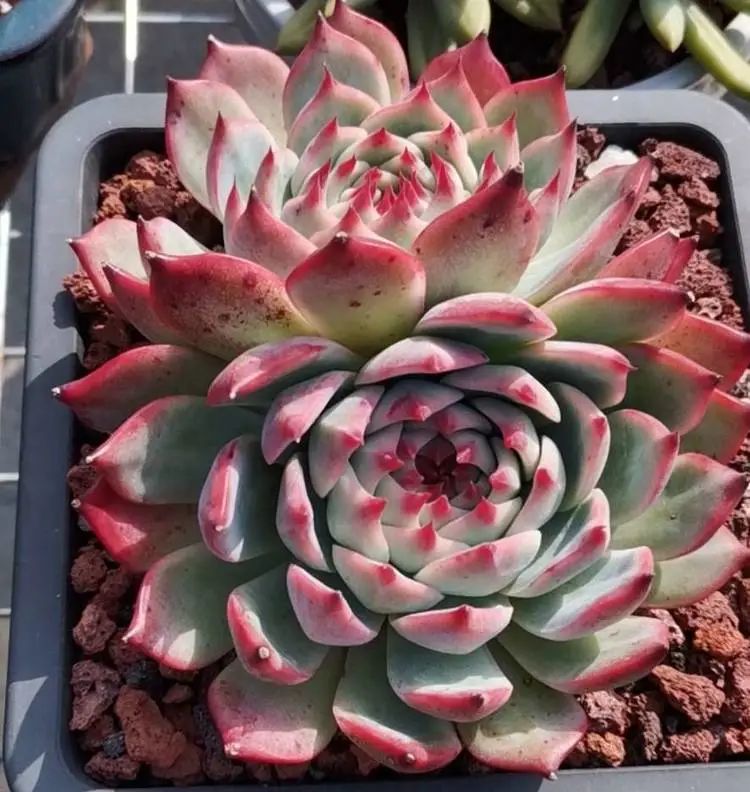 养多肉植物修身养性,多肉的习性和日常养护方法