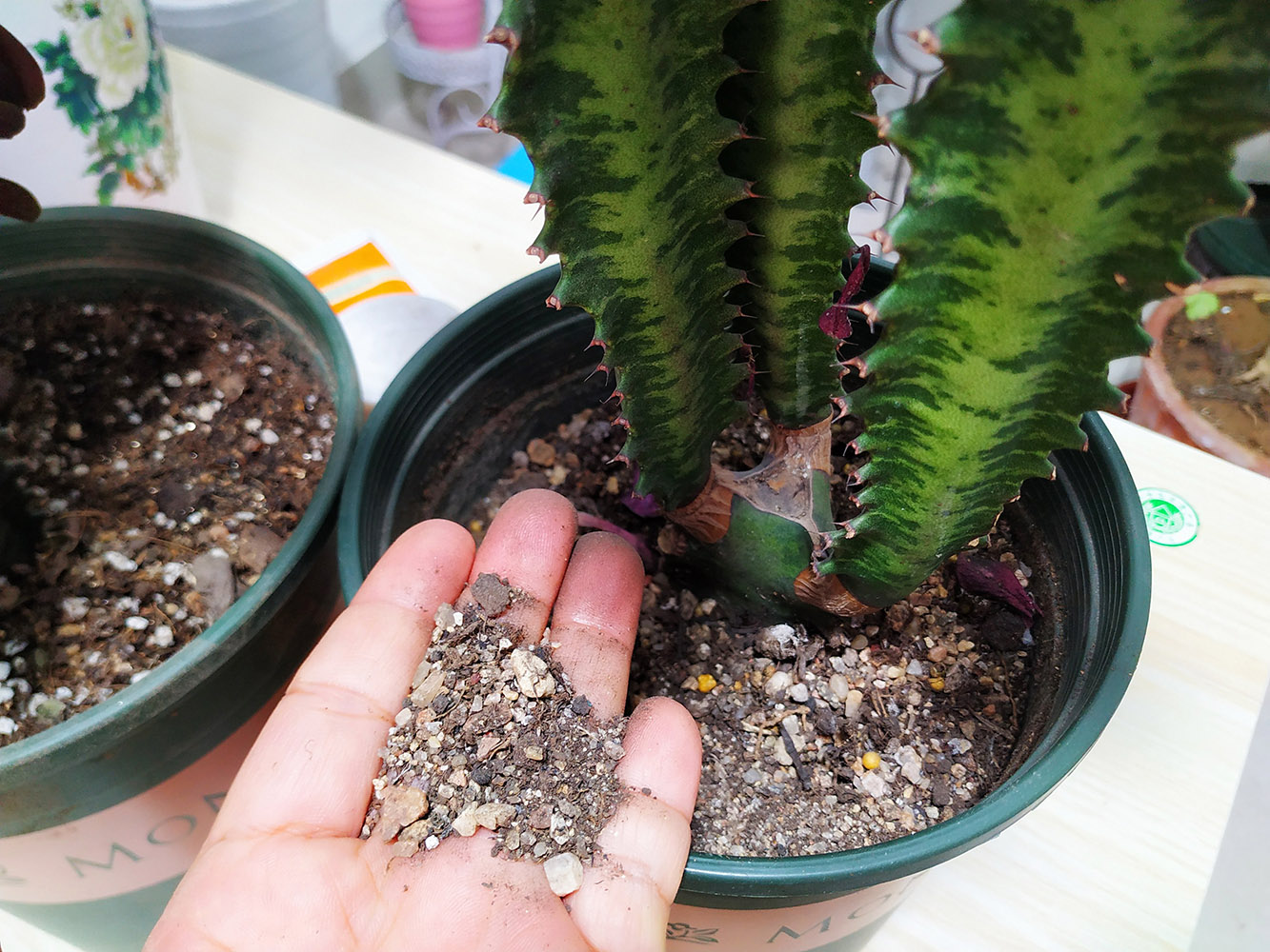 10种“吉利花”,“穷养”才能长大,越挤越壮实,越大越“旺家”