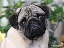 巴哥犬训练教程,巴哥犬和斗牛犬