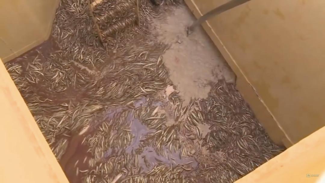 外媒曝光了挪威三文鱼养殖真相吗,最毒的深海三文鱼