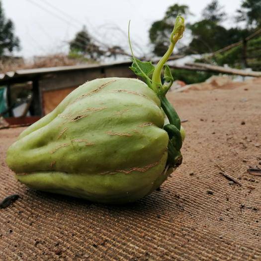 佛手瓜瓜形如两掌合十，有祝福之意，深受人们喜爱