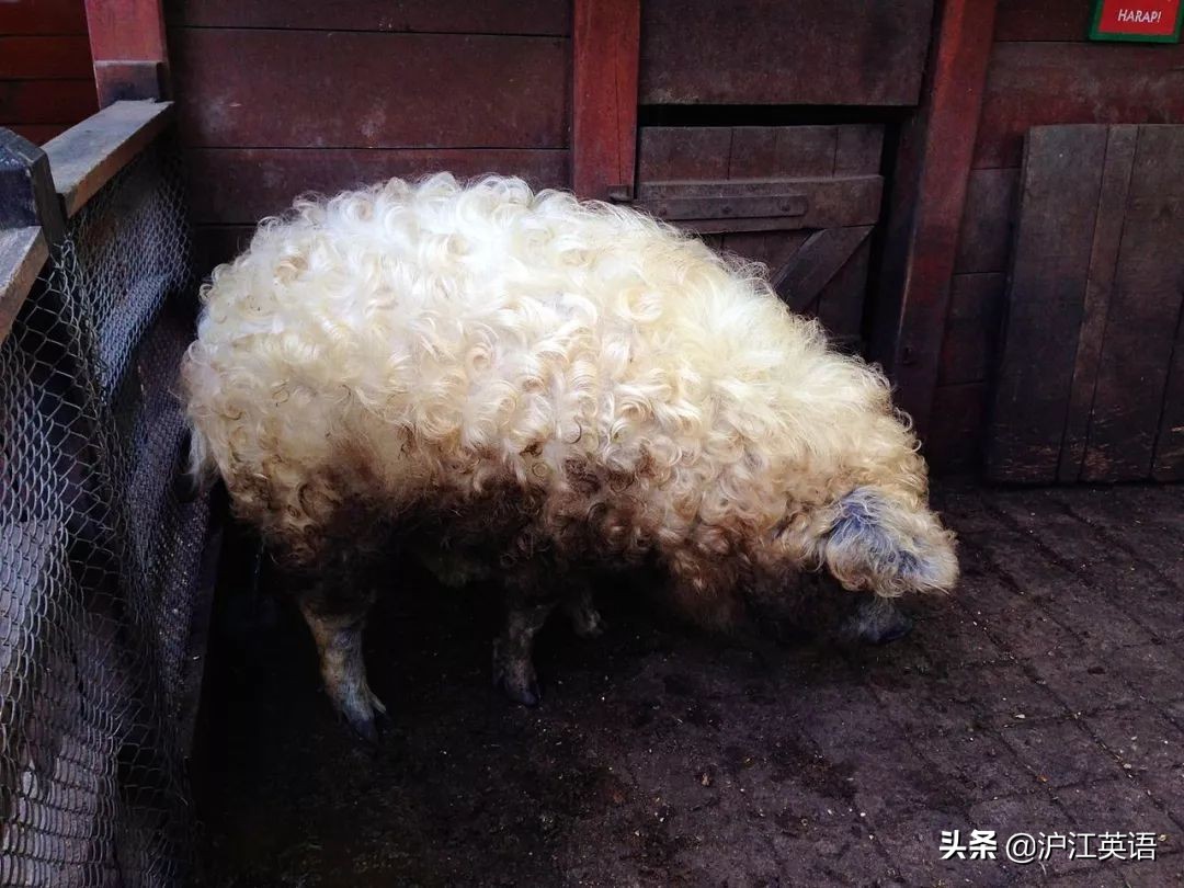 这个国出产邓文迪的前男友、不存在的热门景点，饮食堪称欧洲川菜