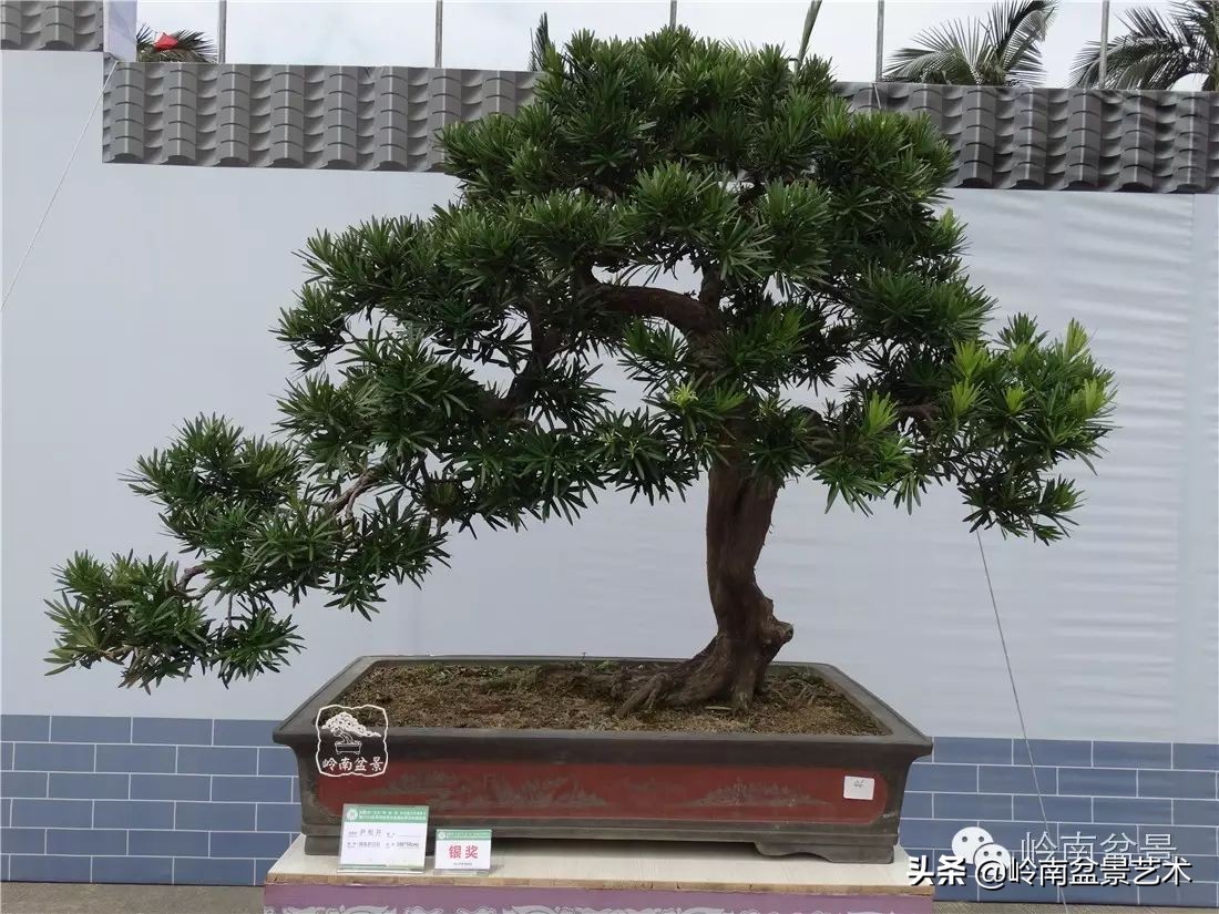 罗汉松盆景开运招财，非其莫属！清风雅韵，当之无愧！