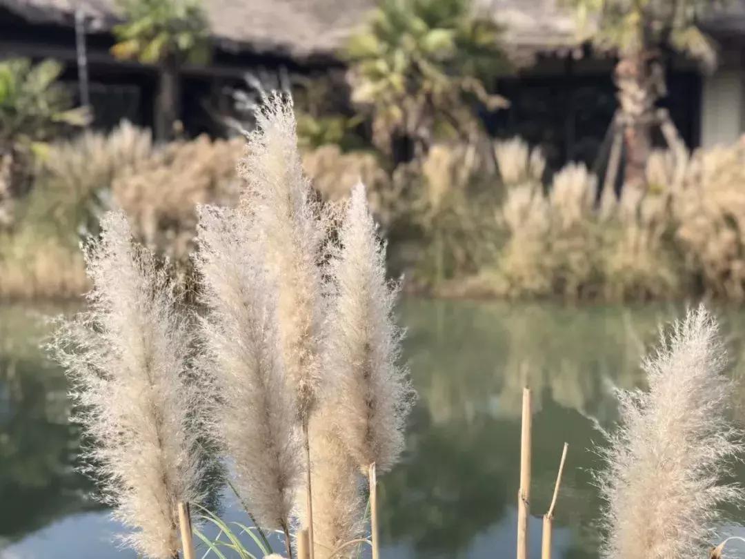 今天是中国的节日,今天是中国传统节日