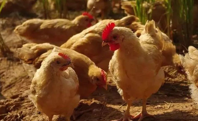 蛋鸡拉白稀粪是什么原因,蛋鸡喂消炎药为什么粪稀