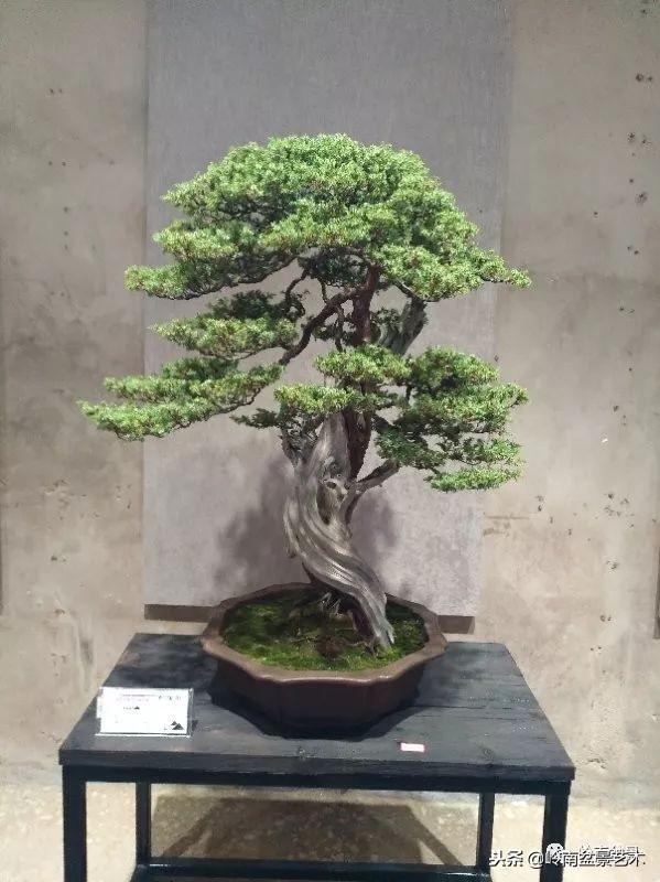 閲戝脊瀛愬湪鐩嗘櫙涓殑鍦颁綅,姒嗘爲鍦ㄧ泦鏅晫鍦颁綅