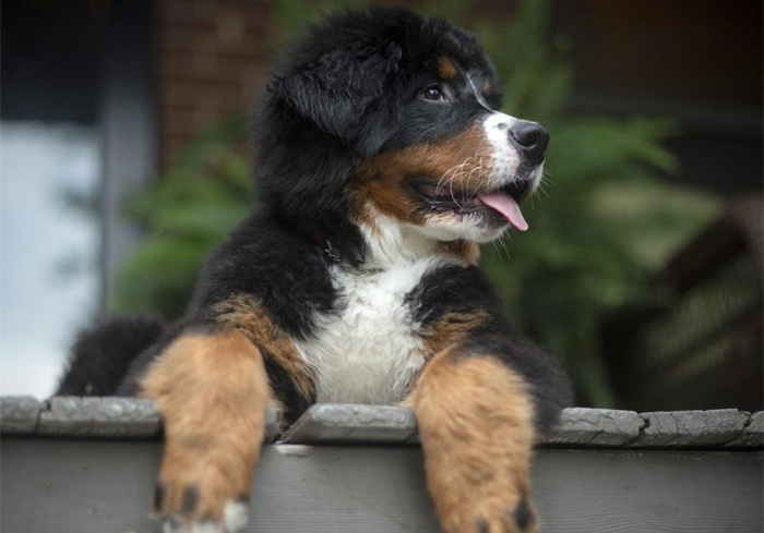 犬蛋白丢失性肠炎是什么引起的,犬蛋白丢失性肠炎