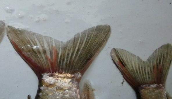 鱼类体外寄生虫有哪些,鱼类寄生虫会寄生人类吗