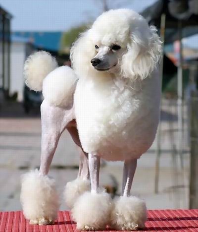 这几种高颜值狗狗你认识哪些,盘点最靠谱的狗狗看看你知道几种