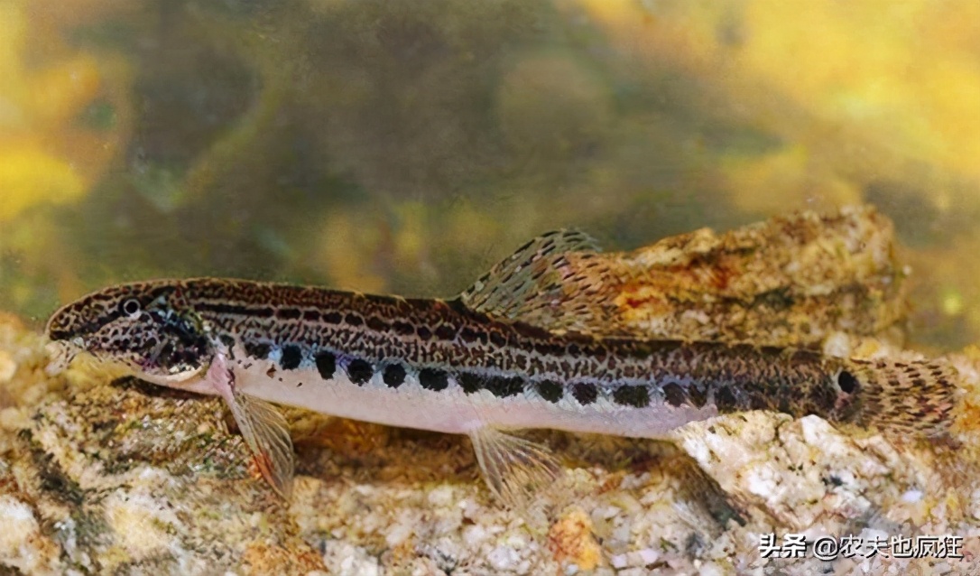 酷似泥鳅，俗称“花泥鳅”，至今不知道学名，你认识吗？
