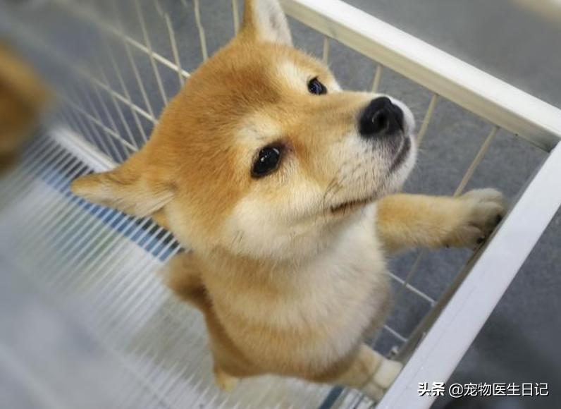 犬疥螨的诊断与治疗参考文献,犬疥螨症状治疗药物成分