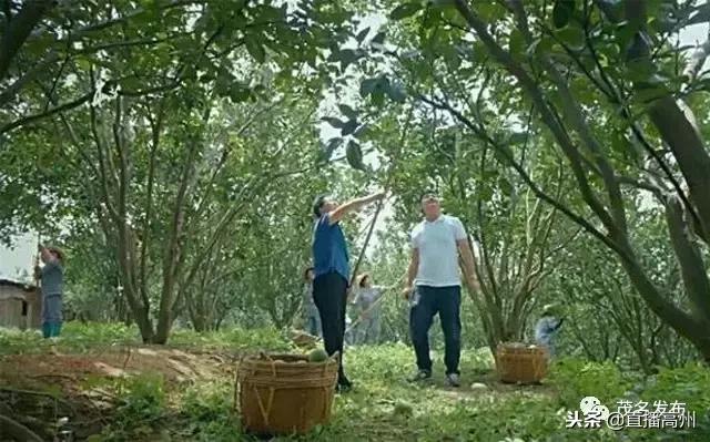 高州特色村镇,高州最大的小镇