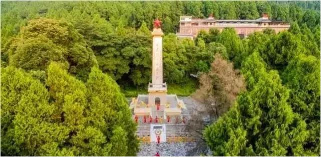 中药桑叶茶,中药之桑叶茶