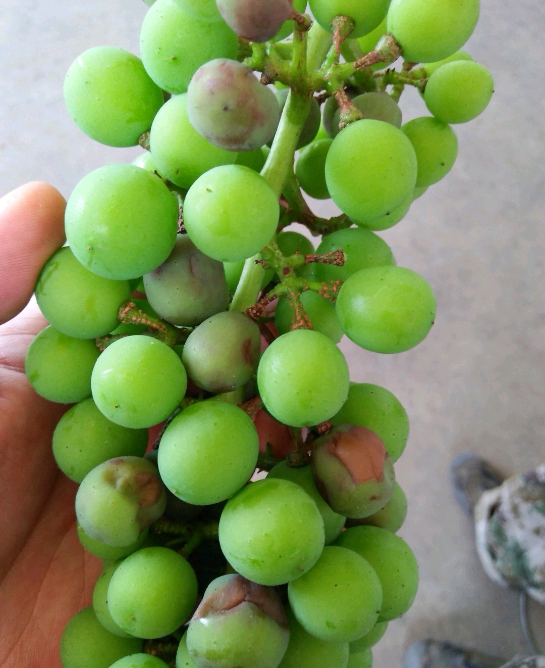 葡萄成熟期软果原因,葡萄成熟期穗枯落果最佳解决方法