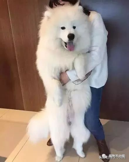 萨摩和金毛打架找主人抱抱,喜欢抱抱的狮子