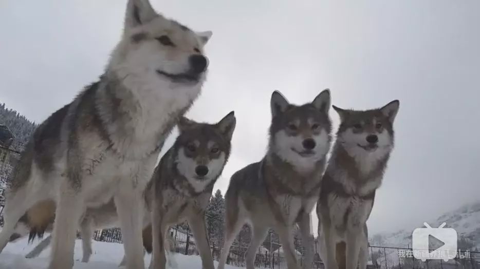 养狼disco：我在*疆新**，把狼养成了哈士奇