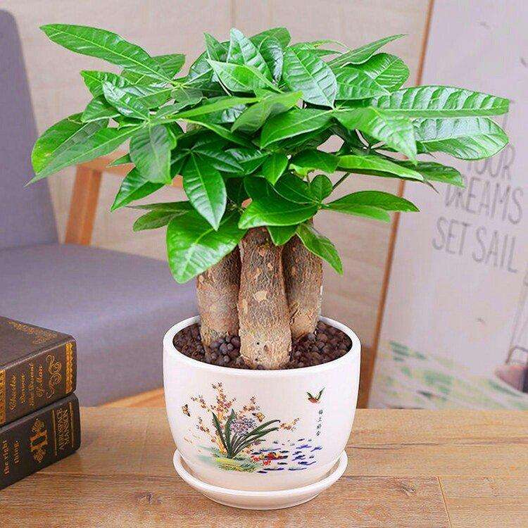 招财树叶子发黄枯萎是怎么回事,夏季天气炎热招财树老是叶子发黄