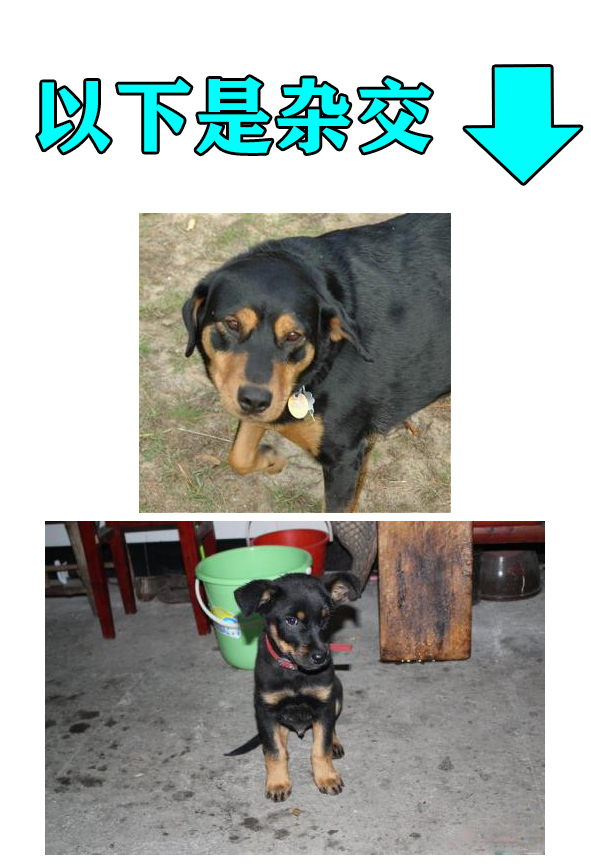 如何看出罗威纳犬是不是纯种 (罗威纳长嘴立耳是纯种的犬吗)