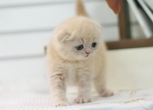 幼猫猫粮钙磷比多少最好,猫粮最佳钙磷比