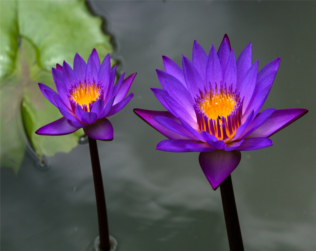 睡莲是水中养殖还是植入泥中养殖,大睡莲水生花卉适合多少度养殖