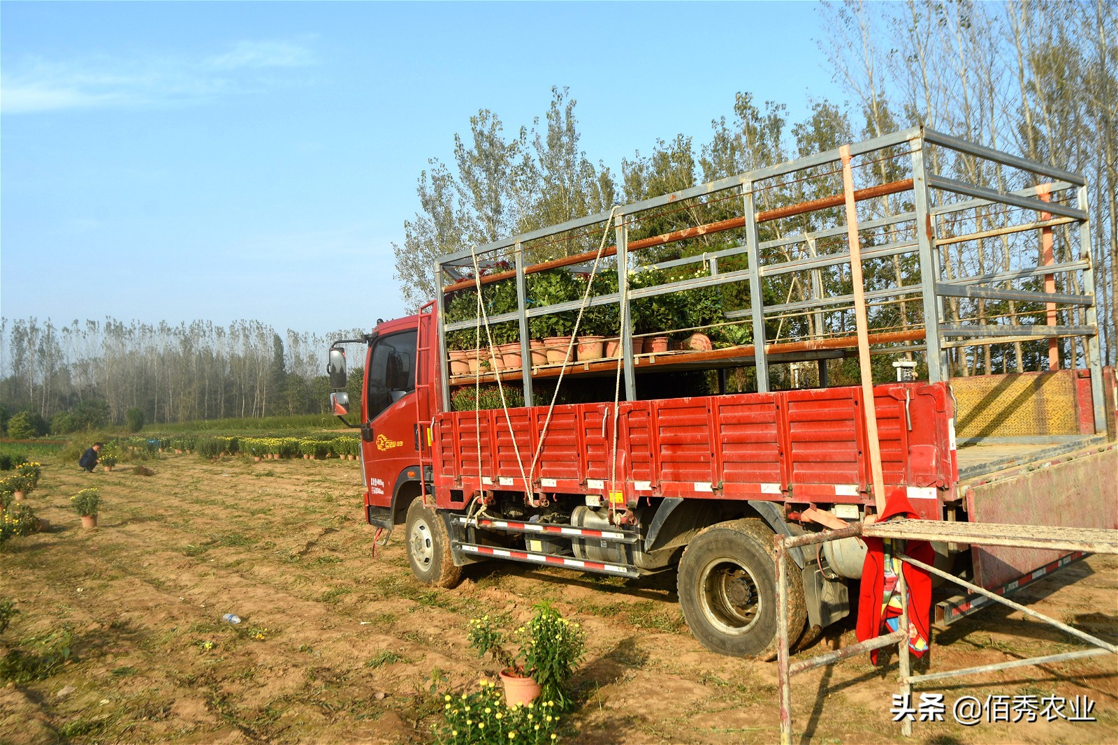 金秋十月菊花满城,金秋十月菊花价格